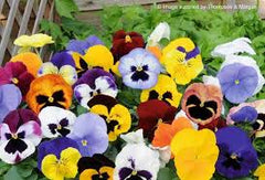 Pansies