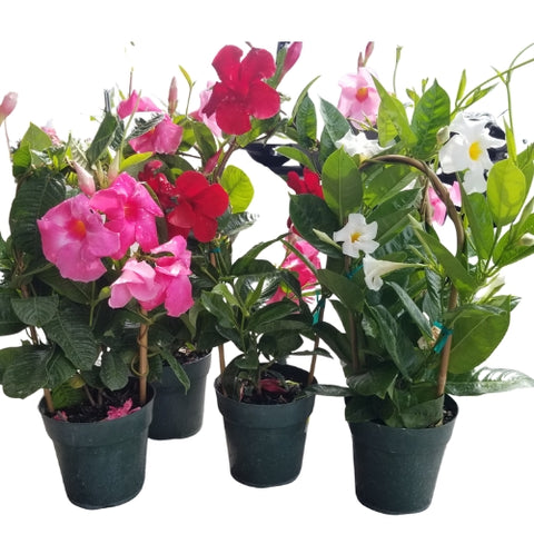 Mandevilla in pots