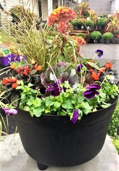 Mixed container with ornamental peppers and cabbage