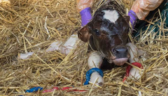A newborn calf that needed to be pulled