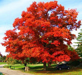 Northern Red Oak