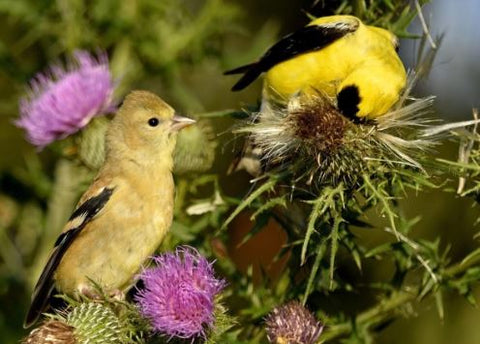 Pair of American Goldfinches