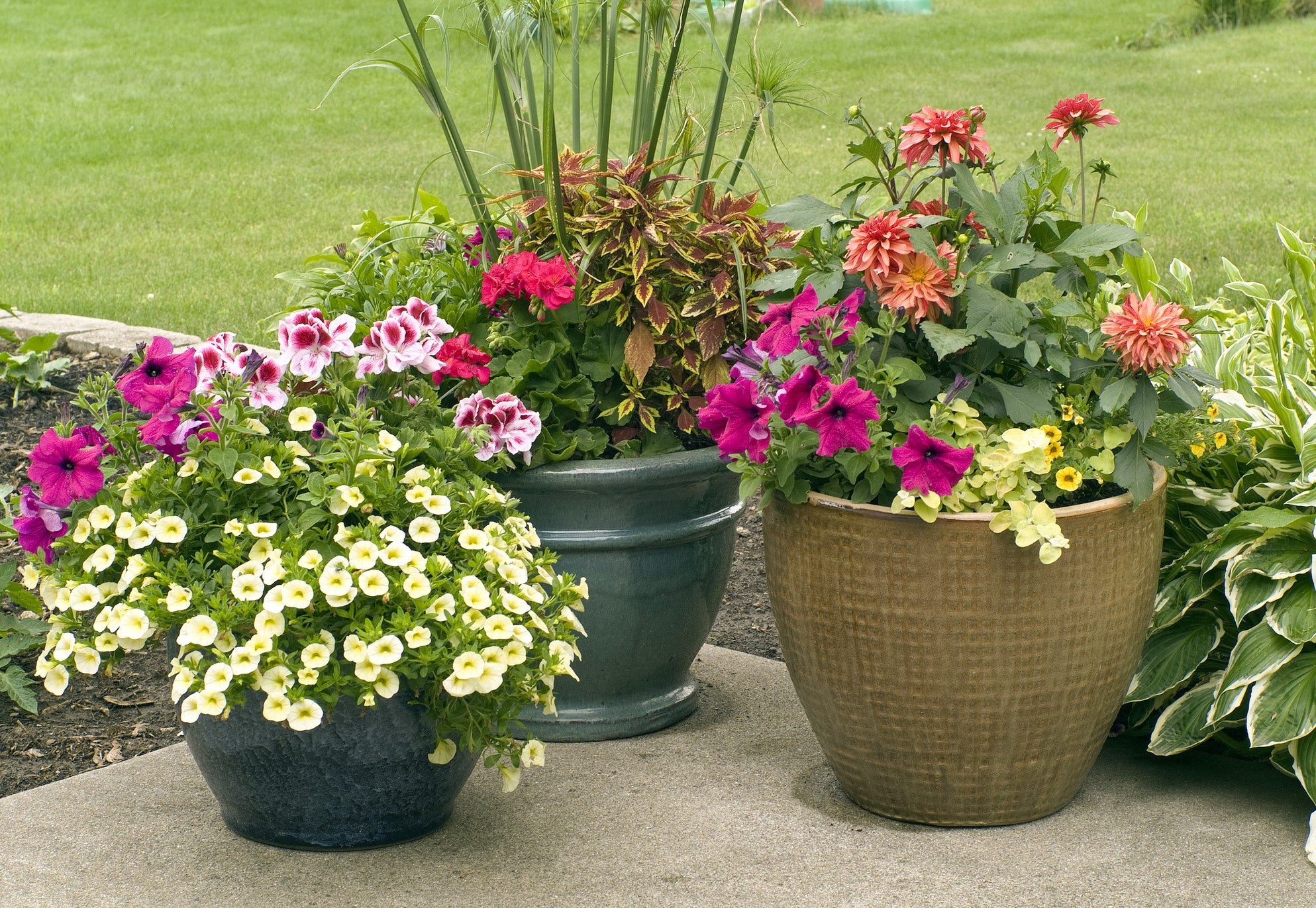 Potted Plants on pation