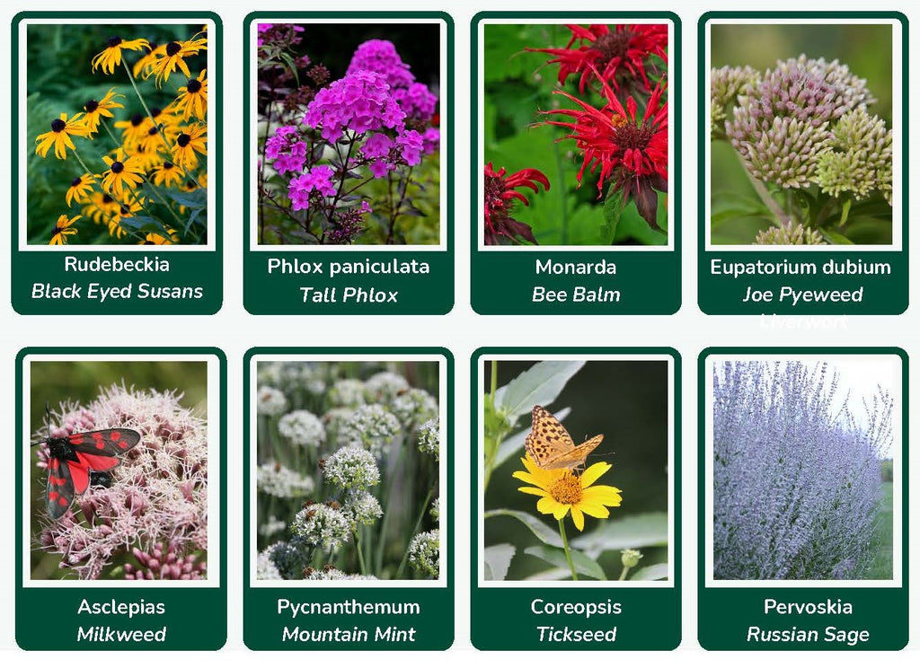 Chart 1 of pollinator plants