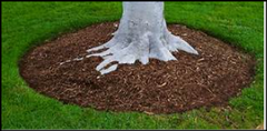 Correct mulching technique for trees