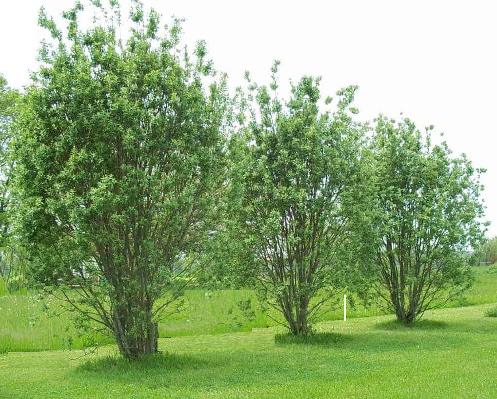 Pussy Willow Shrubs