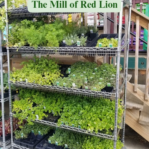 Mill of RL Herbs