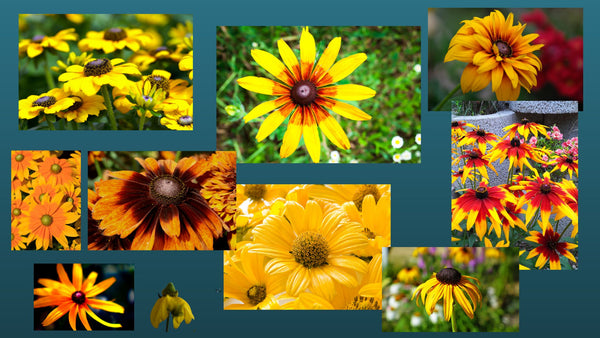 Rudbeckia