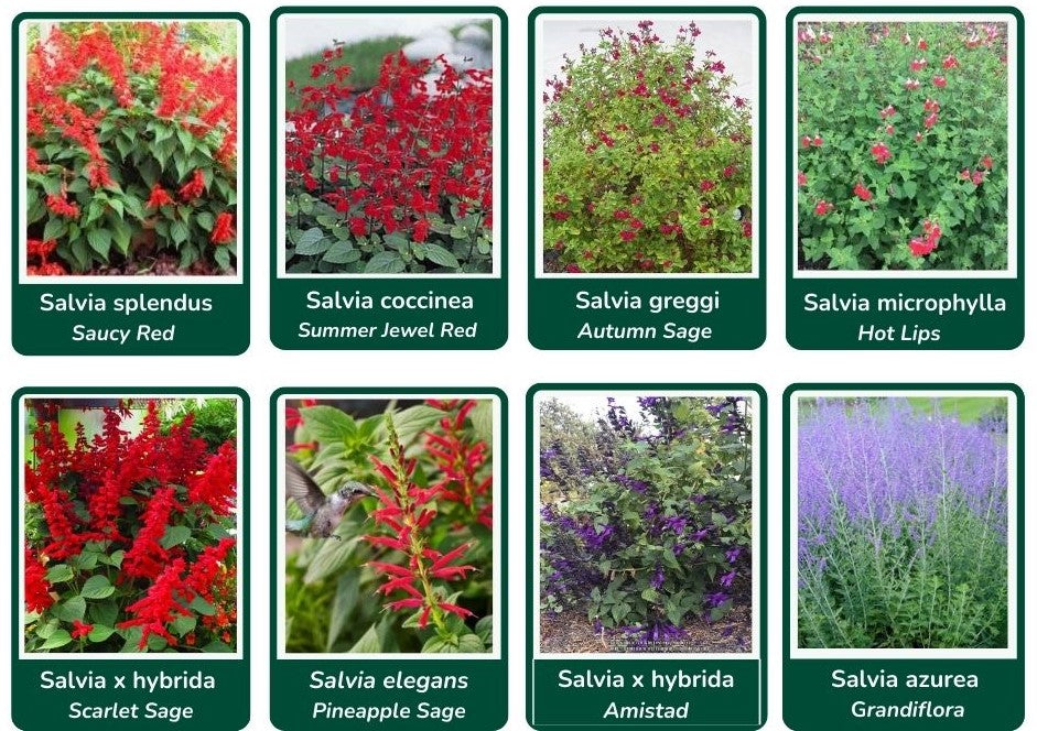 Salvia Chart Red Varieties