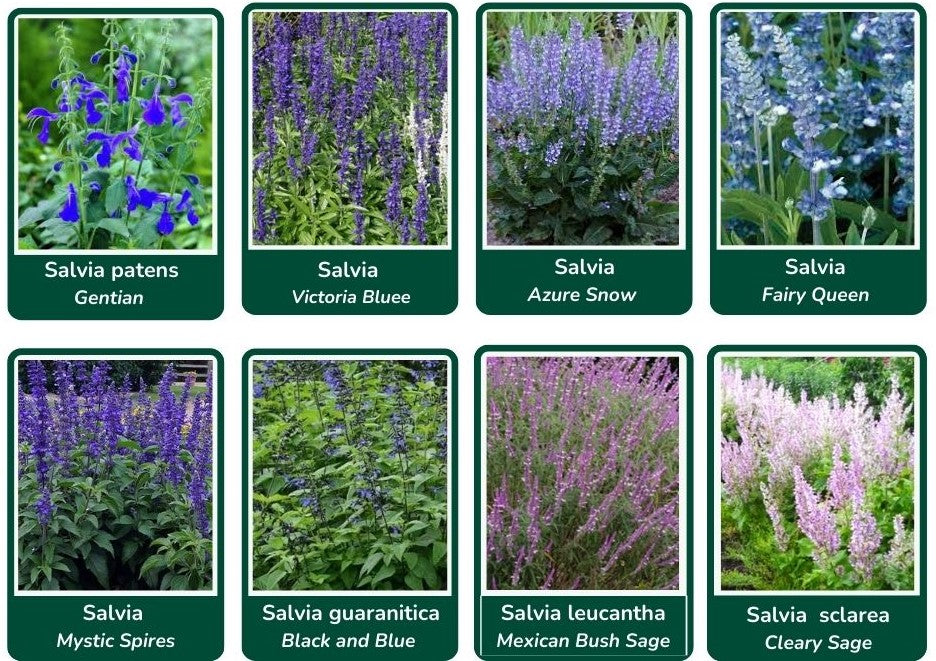 Salvia Chart 2 Blue Varieties