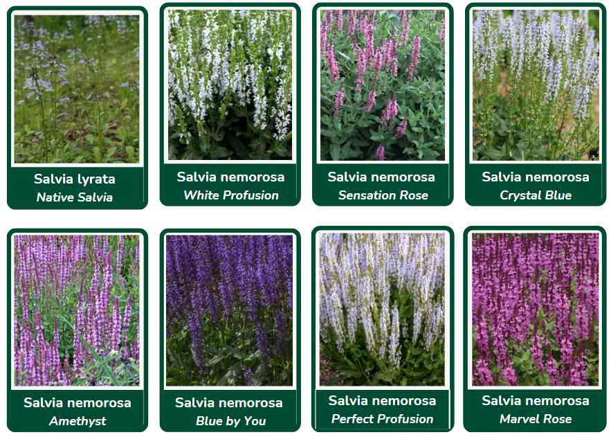 Salvia chart 3