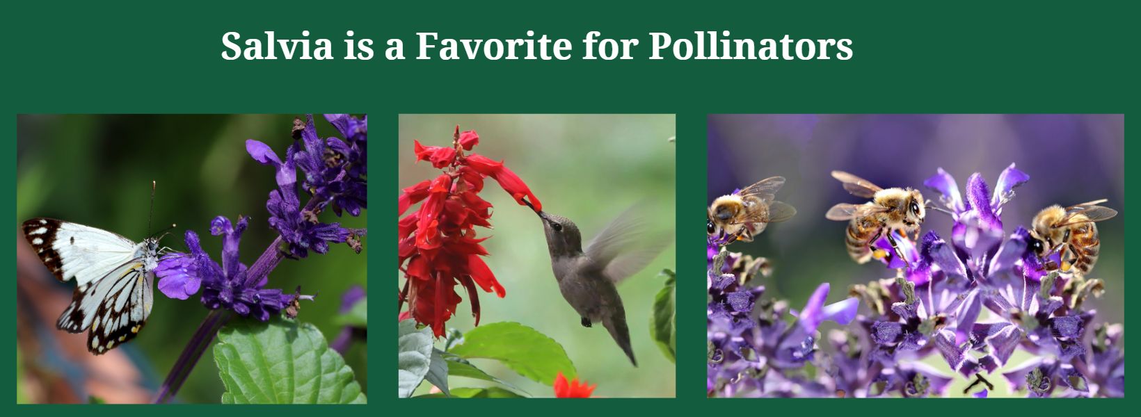 Salvia is a Favorite for Pollinators