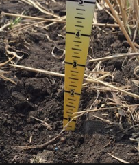 Measure Seed Depth at Planting Corn