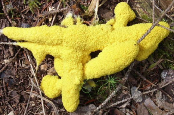 Yellow Slime Mold