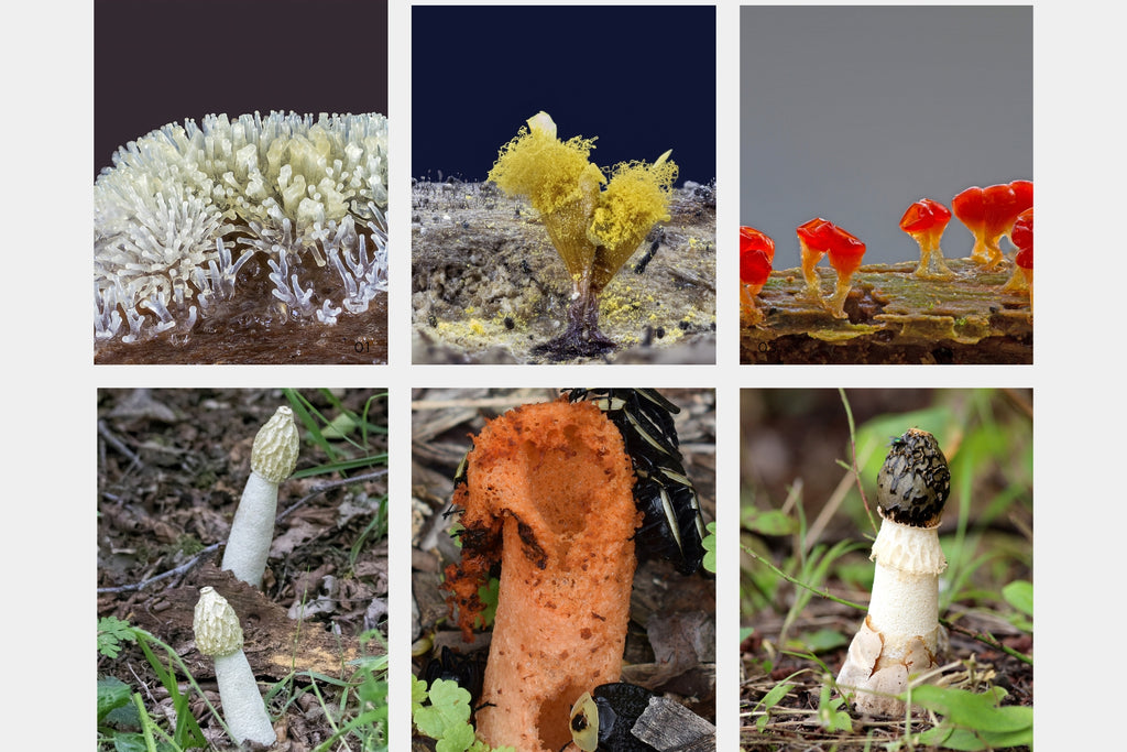 Slime Molds & Stinkhorns