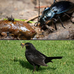 slug predators birds and beetles