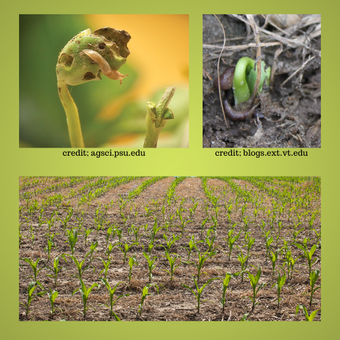 Slug damage on corn and soybean crops