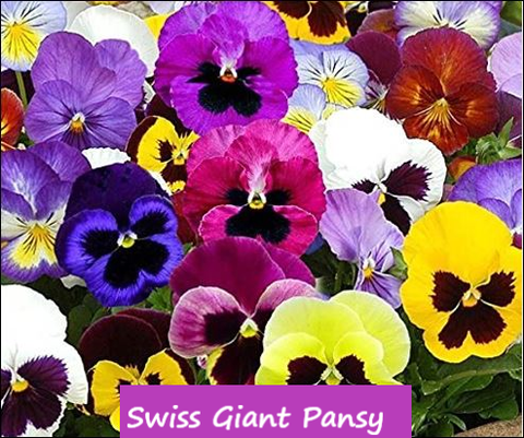Swiss Giant Pansy