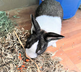 Thumper, a Dutch Rabbit at The Mill of Whiteford foraging