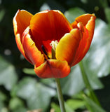 Tulip red, yellow and orange petals