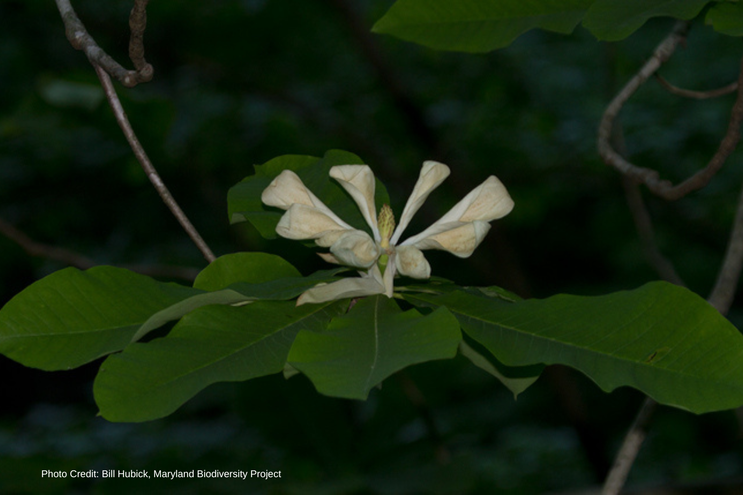 Magnolia tripelata