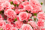 Pink Carnations