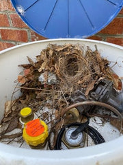 Carolina Wren nest under the lid of a propane tank