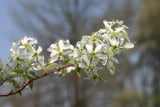 Serviceberry shrub