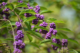 Beautyberry shrub