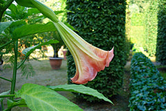 Brugmansia