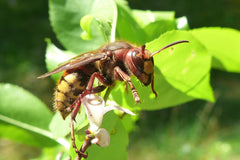European Hornet on a leaf