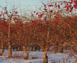 Apple trees in winter