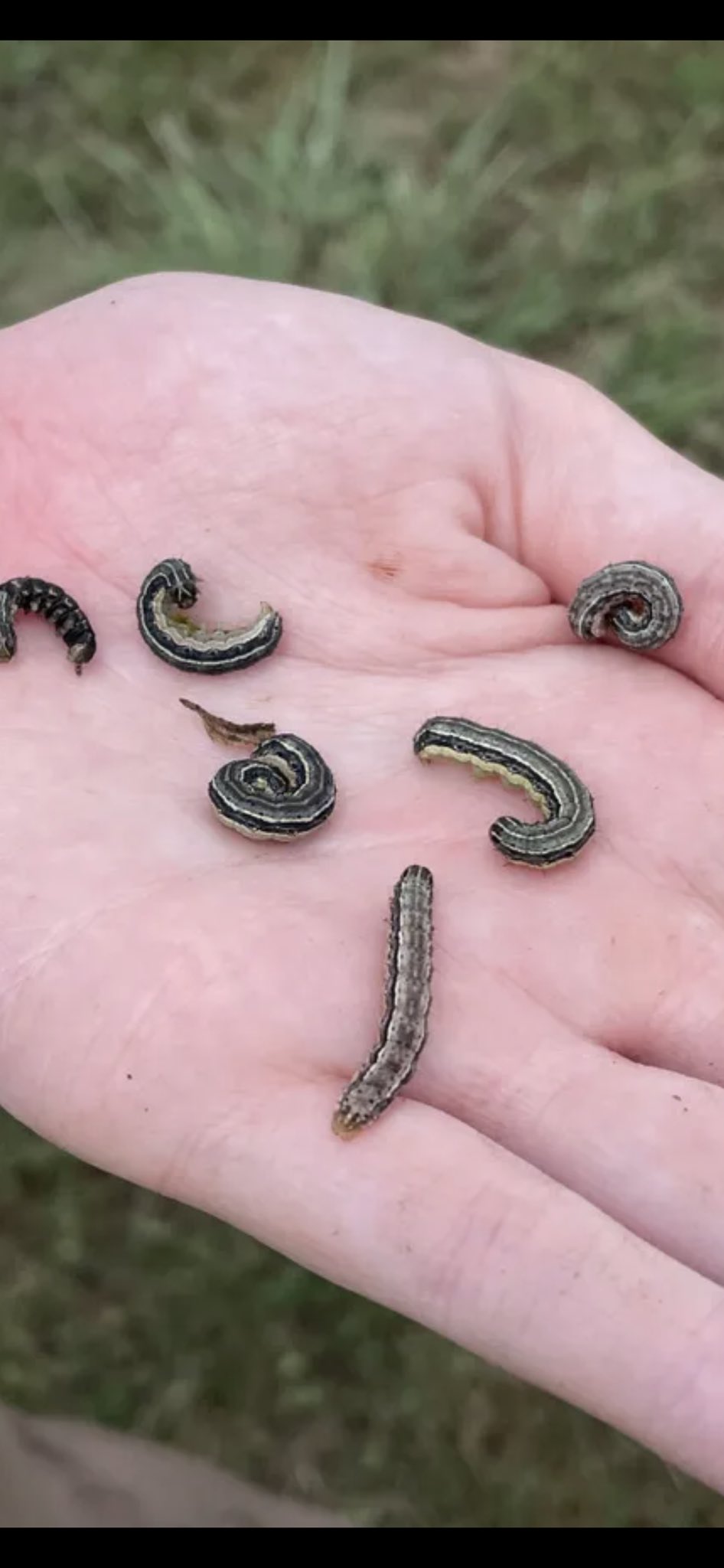 armyworm larvae