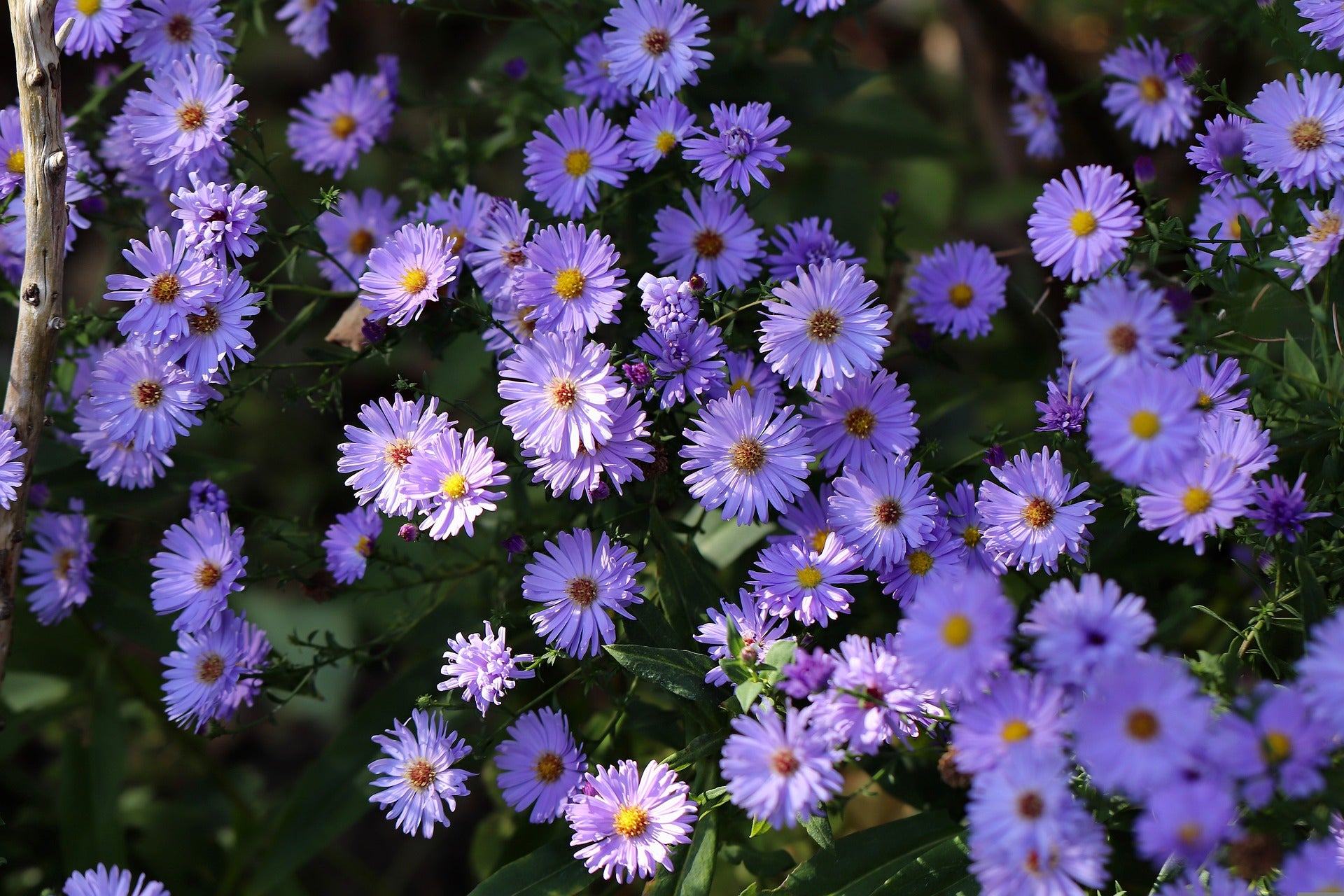 Purple asters