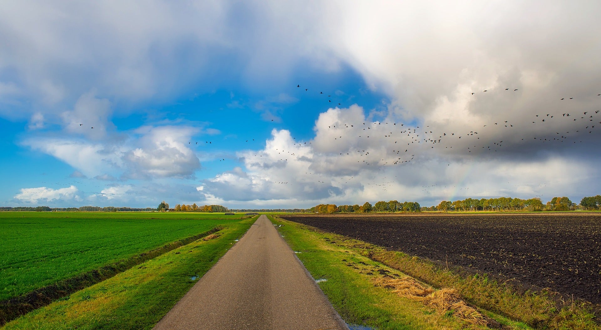 Birds migrating over farm fields
