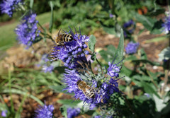 Caryopteris with bees