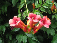 Trumpet Vine