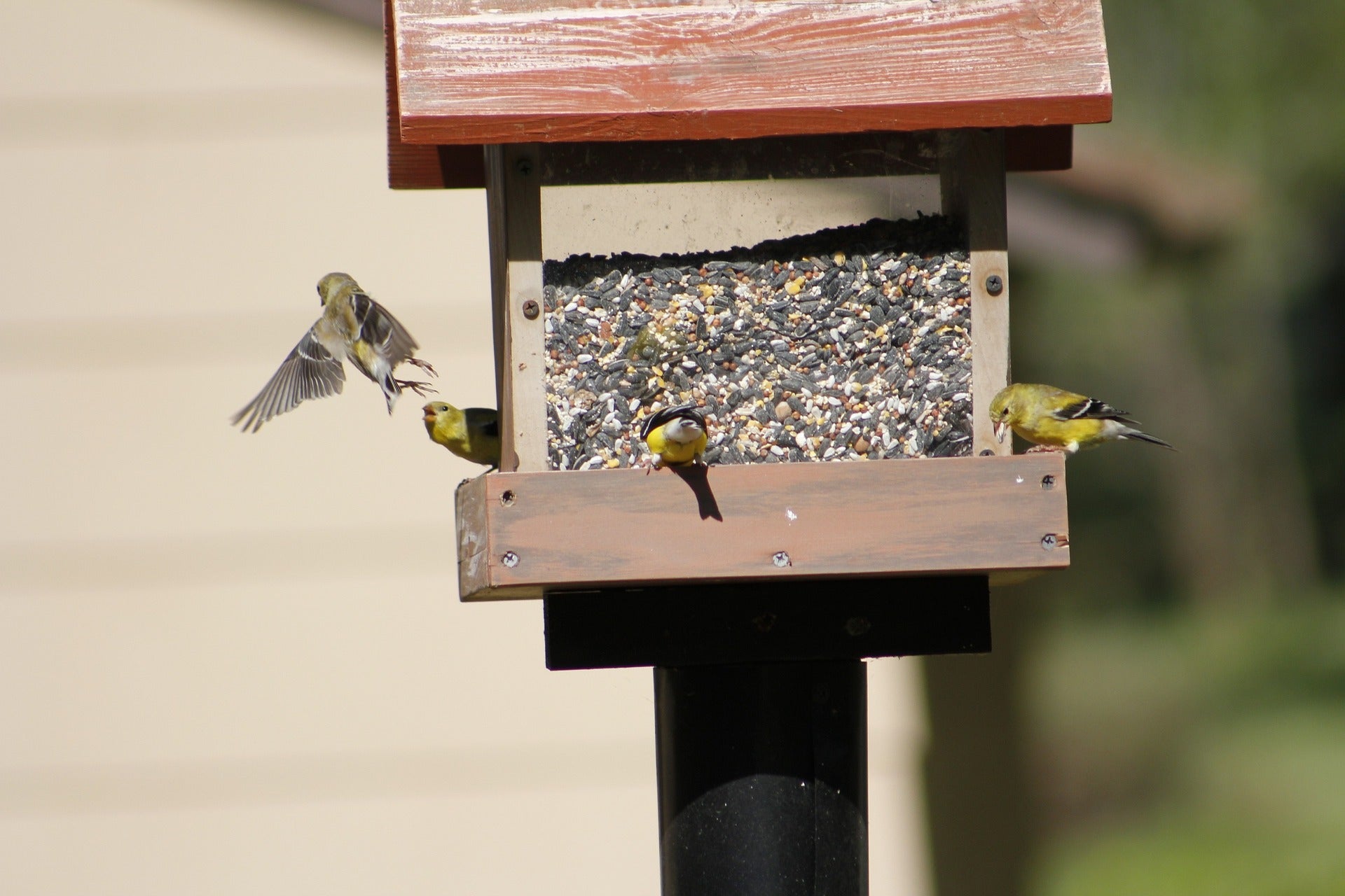 Goldfinches at a bird feeder