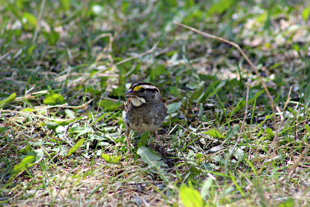 White-Throated Sparrow