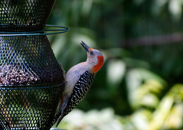 Red-Bellied Woodpecker eating sunflower seed at a bird feeder