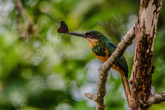 Hummingbird eating a moth