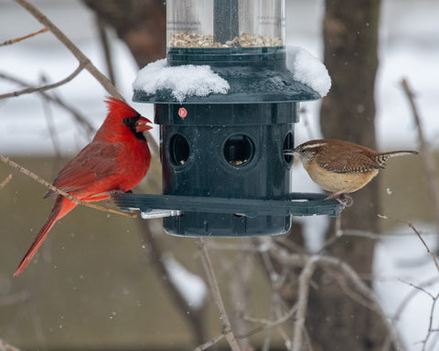 Cardinal at feeder