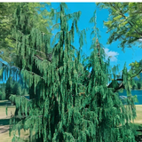 Weeping Alaskan Cedar