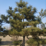 Pinus