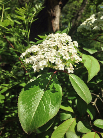 Blackhaw or Viburnum Prunifolium