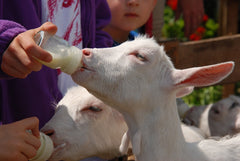 Bottle baby goat