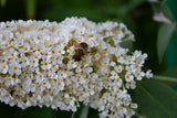 Bee on butterfly bush white