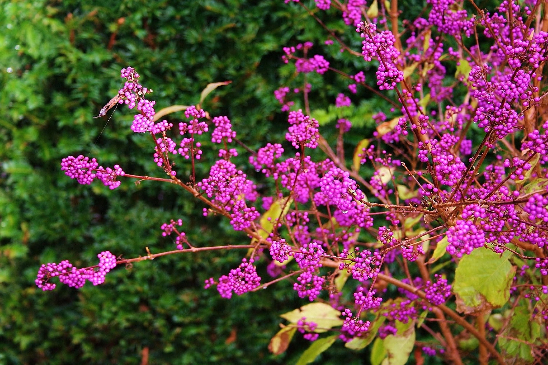 Beautyberry callicarpa shrub