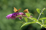 butterfly on buddleia