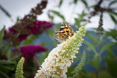 mixed colors butterfly bushes